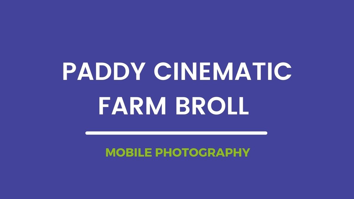 Paddy Cinematic Farm Broll Mobile Photography | Samsung | Paddy field stock footage